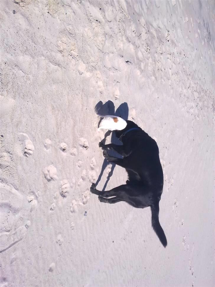 Labrador retriever Balder billede 10