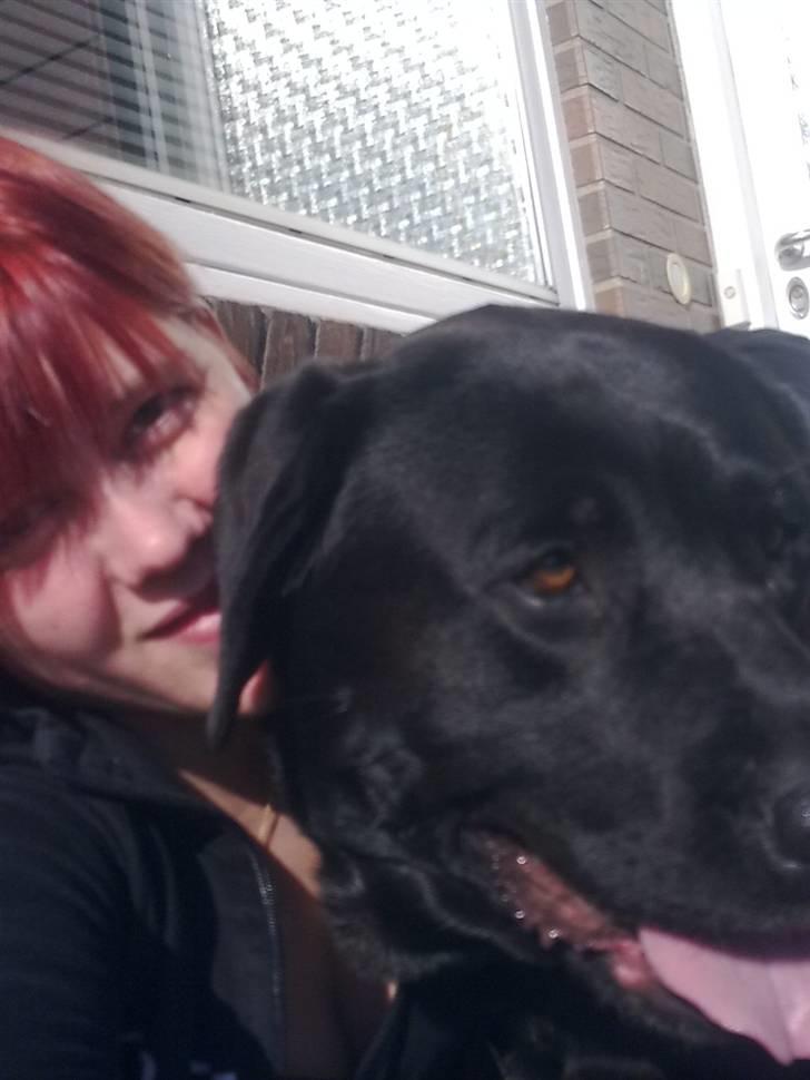 Labrador retriever Balder billede 11