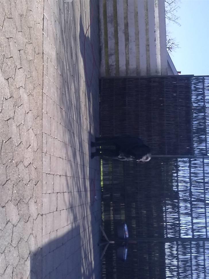 Labrador retriever Balder billede 12