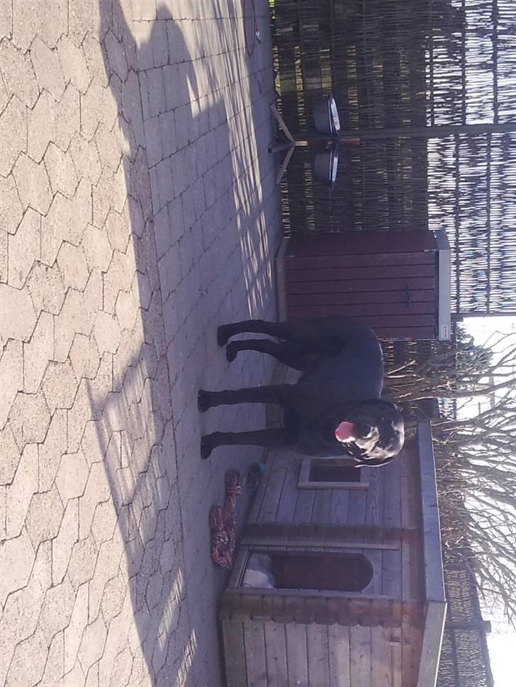 Labrador retriever Balder billede 13