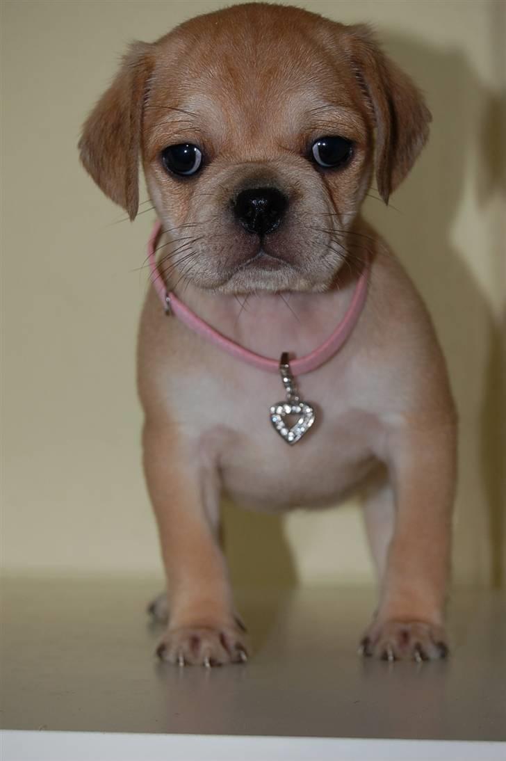 Blanding af racer "Puggle" Sille billede 6