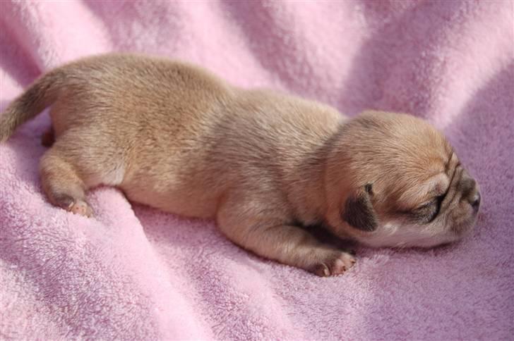 Blanding af racer "Puggle" Sille billede 7