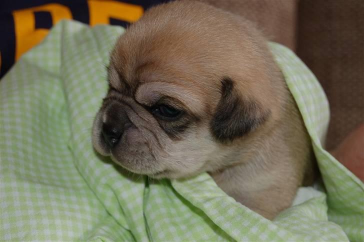 Blanding af racer "Puggle" Sille billede 8