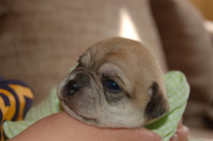 Blanding af racer "Puggle" Sille billede 9