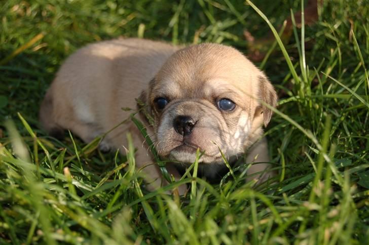 Blanding af racer "Puggle" Sille billede 10