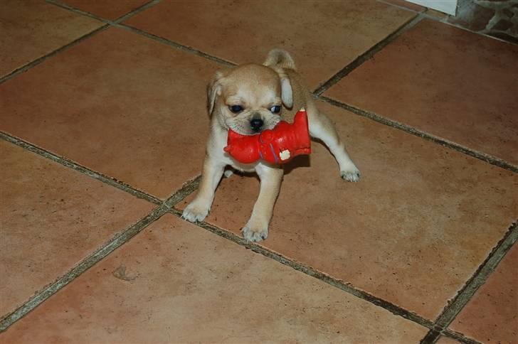 Blanding af racer "Puggle" Sille billede 14