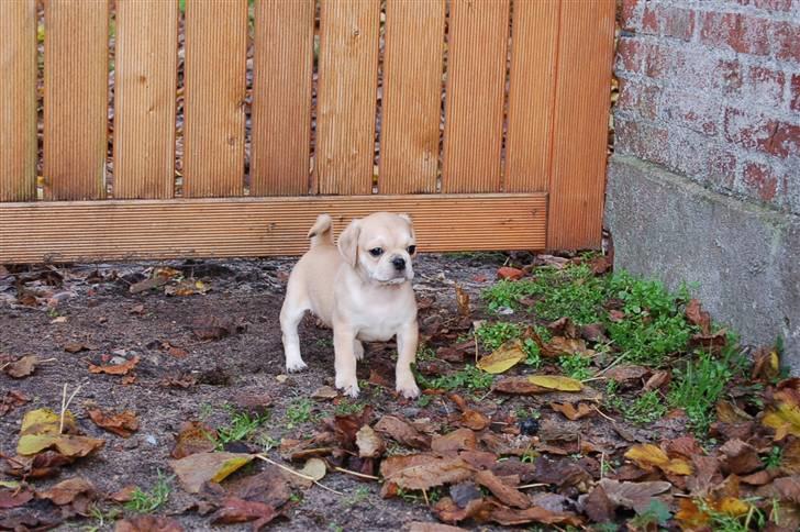 Blanding af racer "Puggle" Sille billede 17