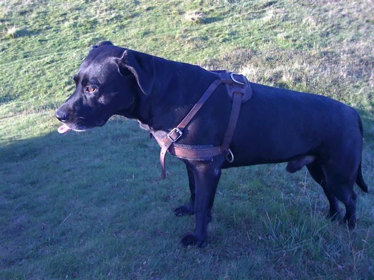 Blanding af racer Diago - Diago på Heden billede 1