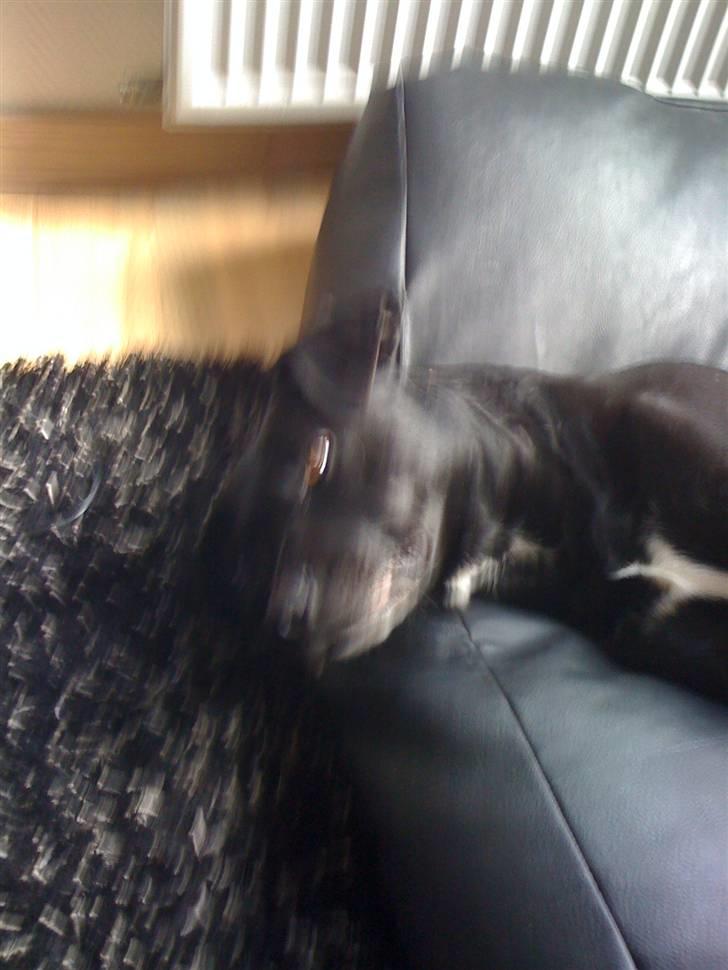 Blanding af racer Diago - Diago der flader ud hjemme. billede 2