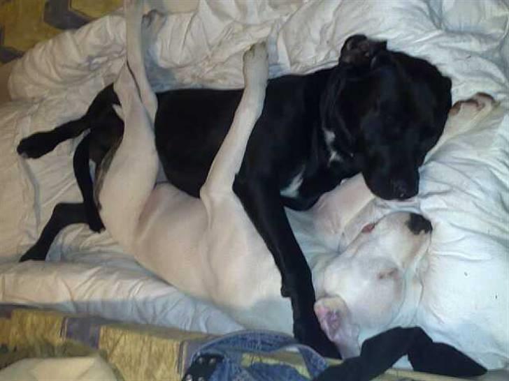 Blanding af racer Diago - Diago med Luna på Campingtur. billede 3