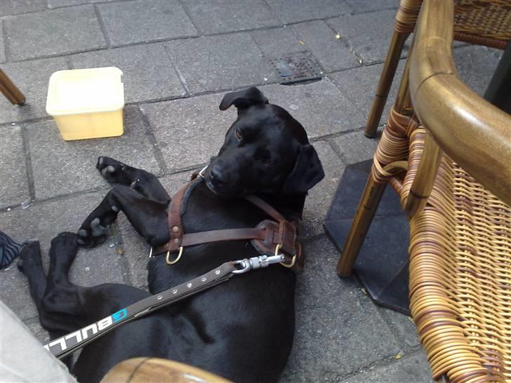 Blanding af racer Diago - Diago på ferie i Amsterdam. billede 4