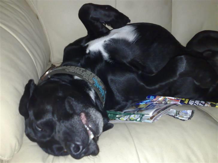 Blanding af racer Diago - Diago der flader ud i farmors sofa!!! billede 5