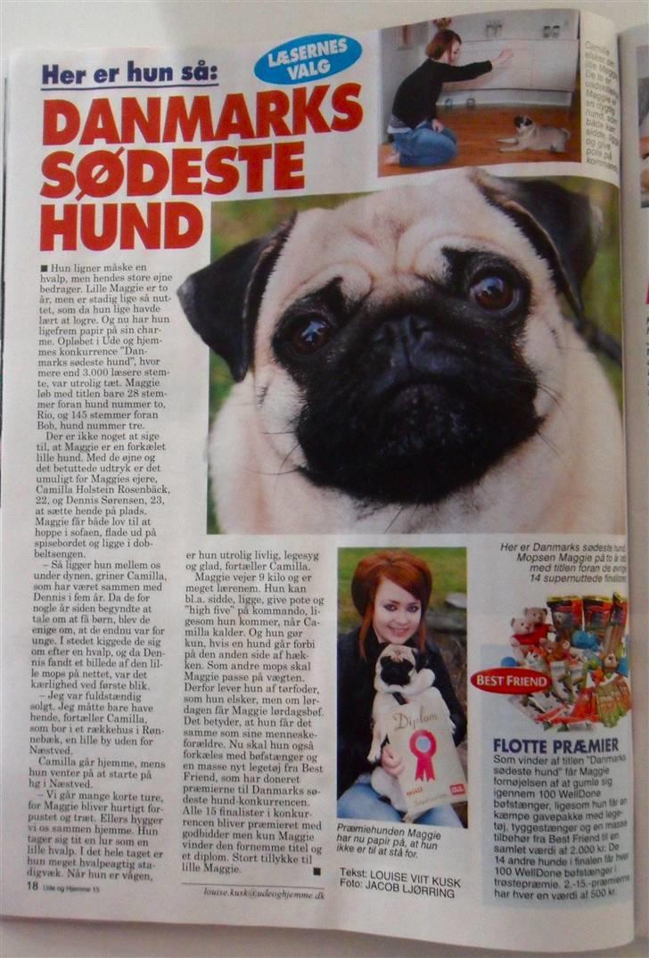Mops Maggie - Maggie vandt Ude og Hjemmes DK´s Sødeste Hund konkurrence :) billede 20
