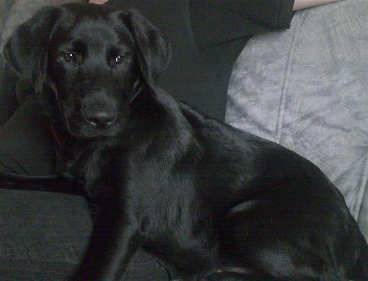 Labrador retriever Tyson billede 1