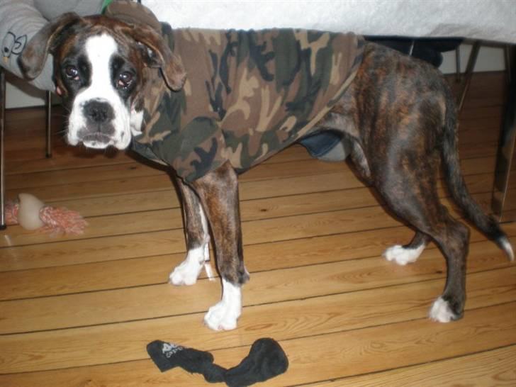 Boxer Kahvi billede 6