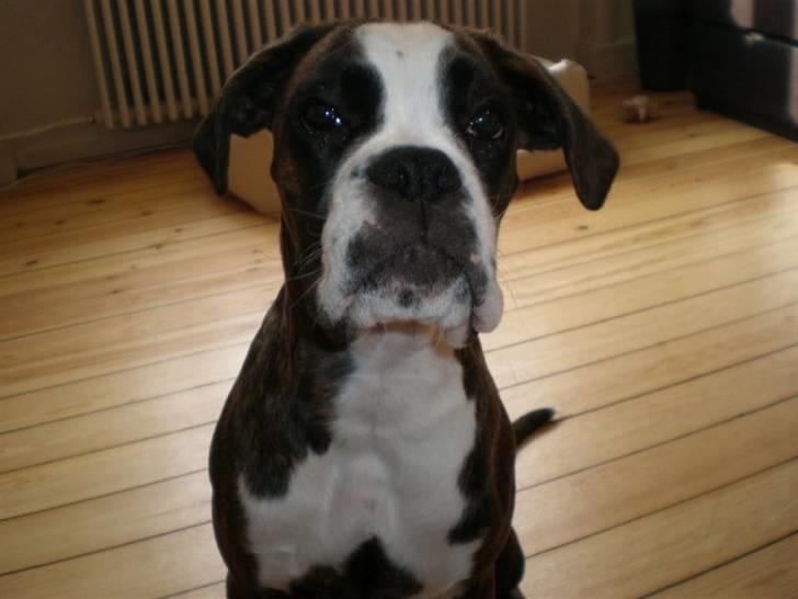 Boxer Kahvi billede 7