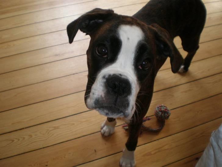 Boxer Kahvi billede 8