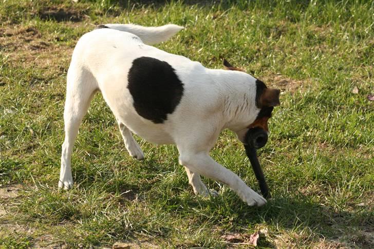 Dansk svensk gaardhund Bacardi billede 11