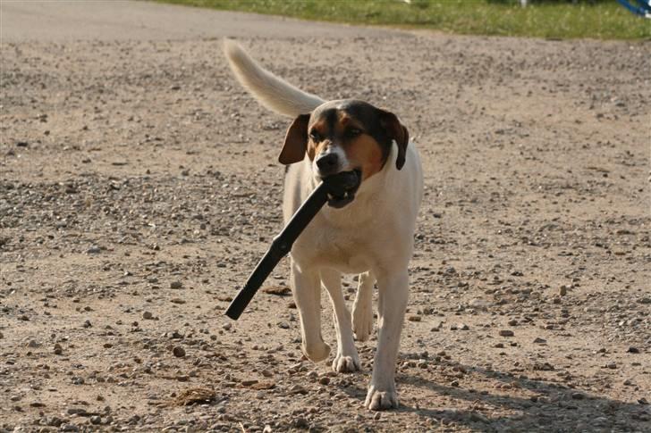 Dansk svensk gaardhund Bacardi billede 12