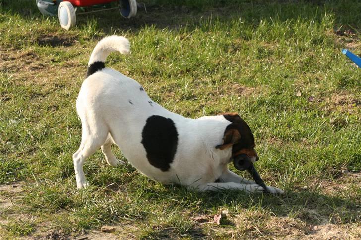 Dansk svensk gaardhund Bacardi billede 13