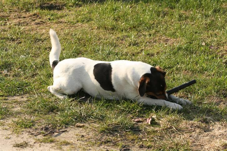 Dansk svensk gaardhund Bacardi billede 14