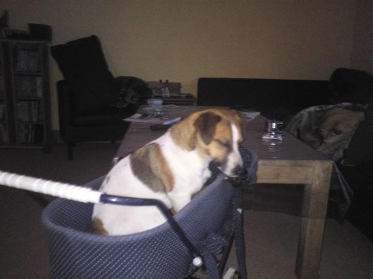 Jack russell terrier Lady  *R.I.P* - Hun elsker når min mindste søn gider at kører hende en tur i barnevogne. hun hopper selv op og venter på at han kører :o) hi hi skør hund :o) billede 11