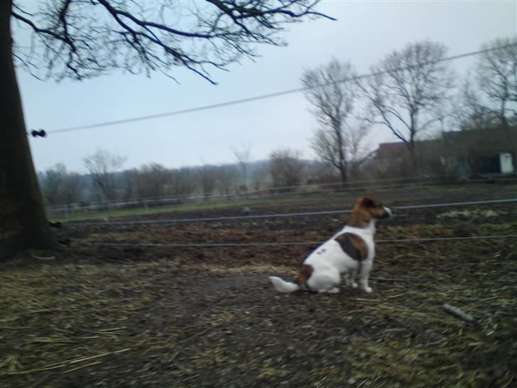 Jack russell terrier Lady  *R.I.P* billede 12