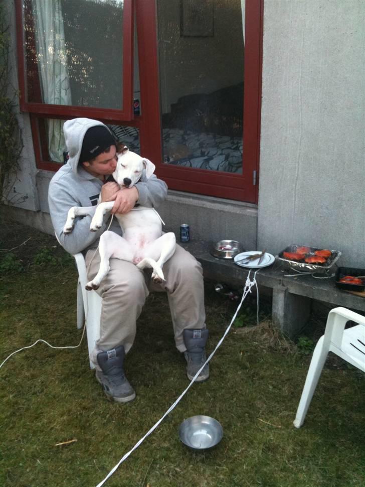 Amerikansk bulldog Zita billede 2