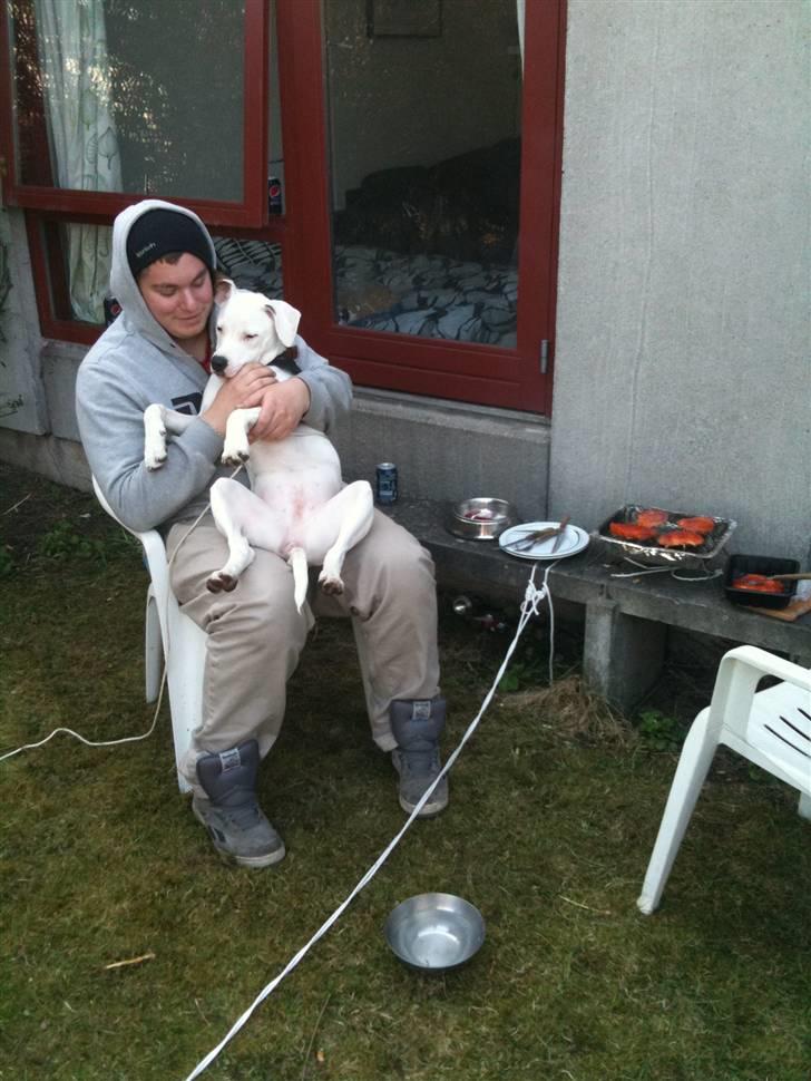 Amerikansk bulldog Zita billede 3