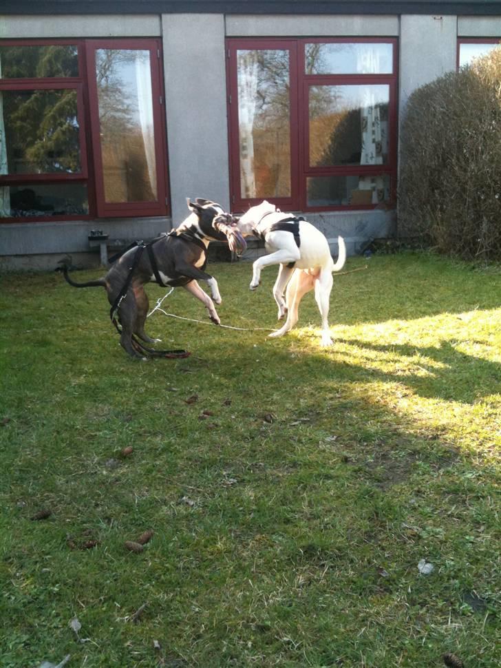 Amerikansk bulldog Zita billede 4