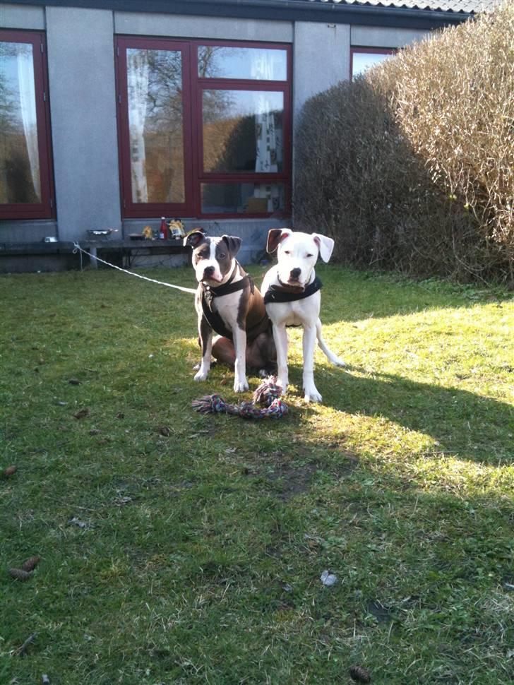 Amerikansk bulldog Zita billede 5