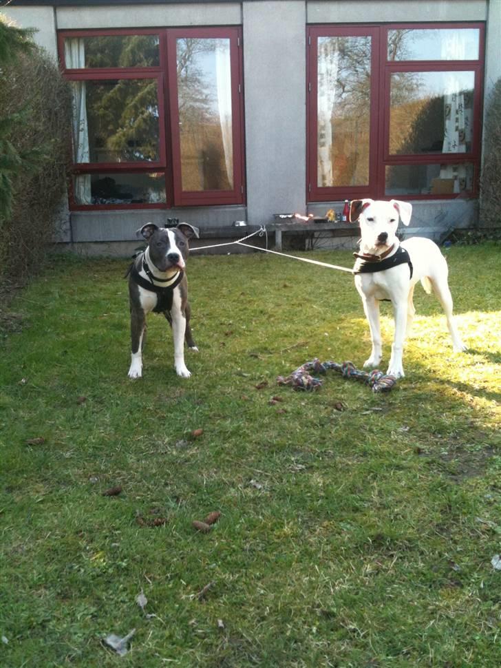 Amerikansk bulldog Zita billede 6