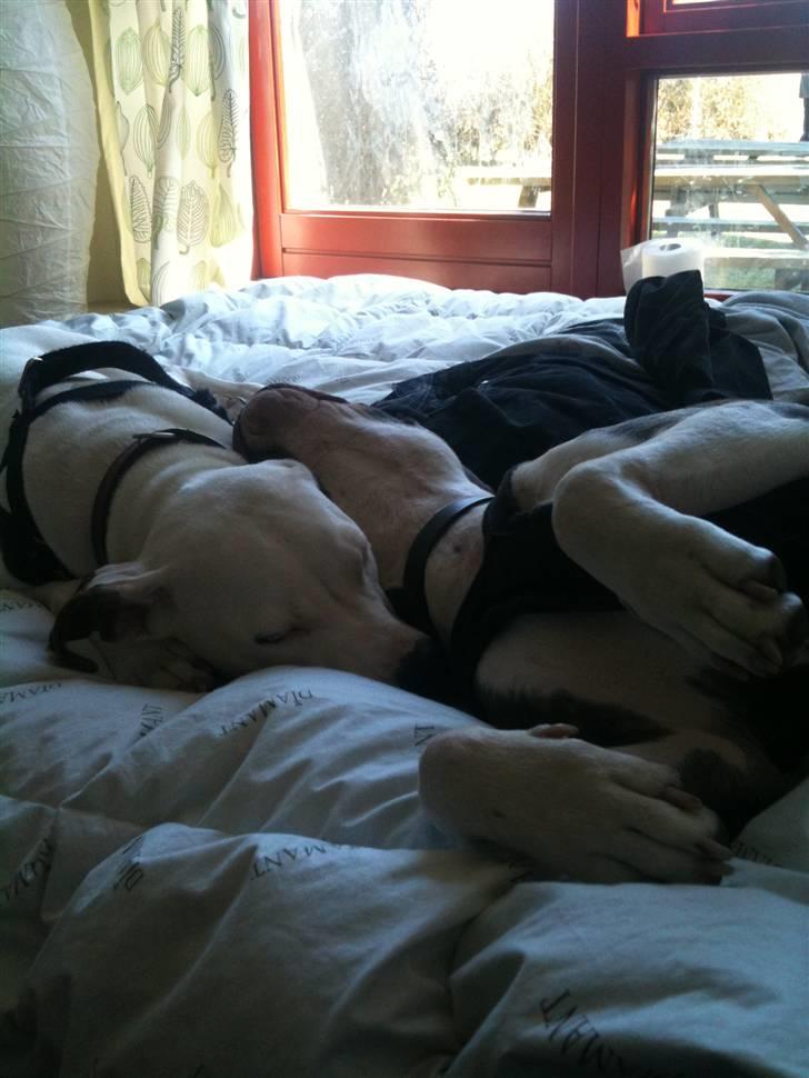 Amerikansk bulldog Zita billede 7