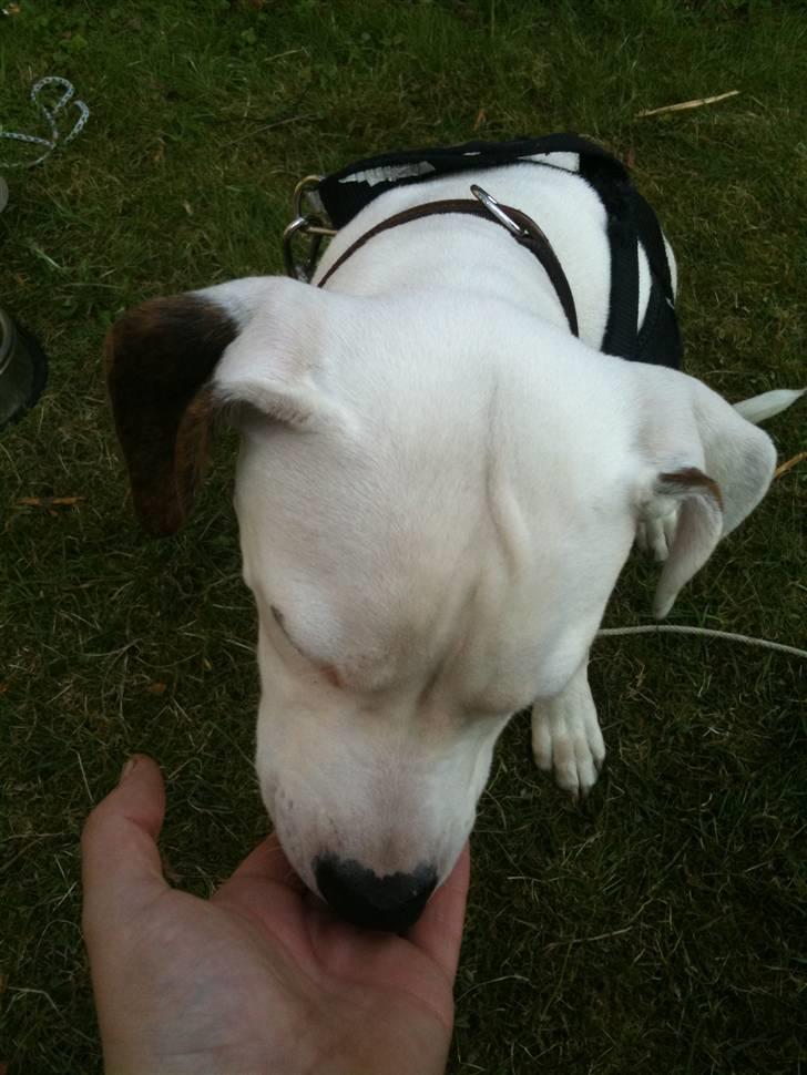 Amerikansk bulldog Zita billede 8