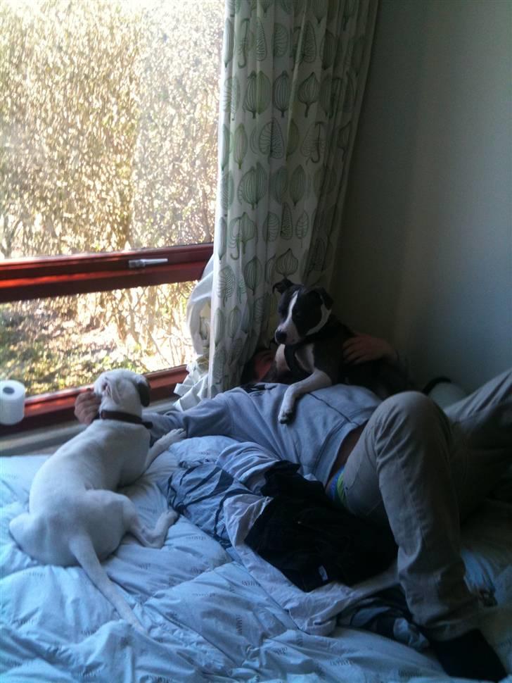 Amerikansk bulldog Zita billede 9