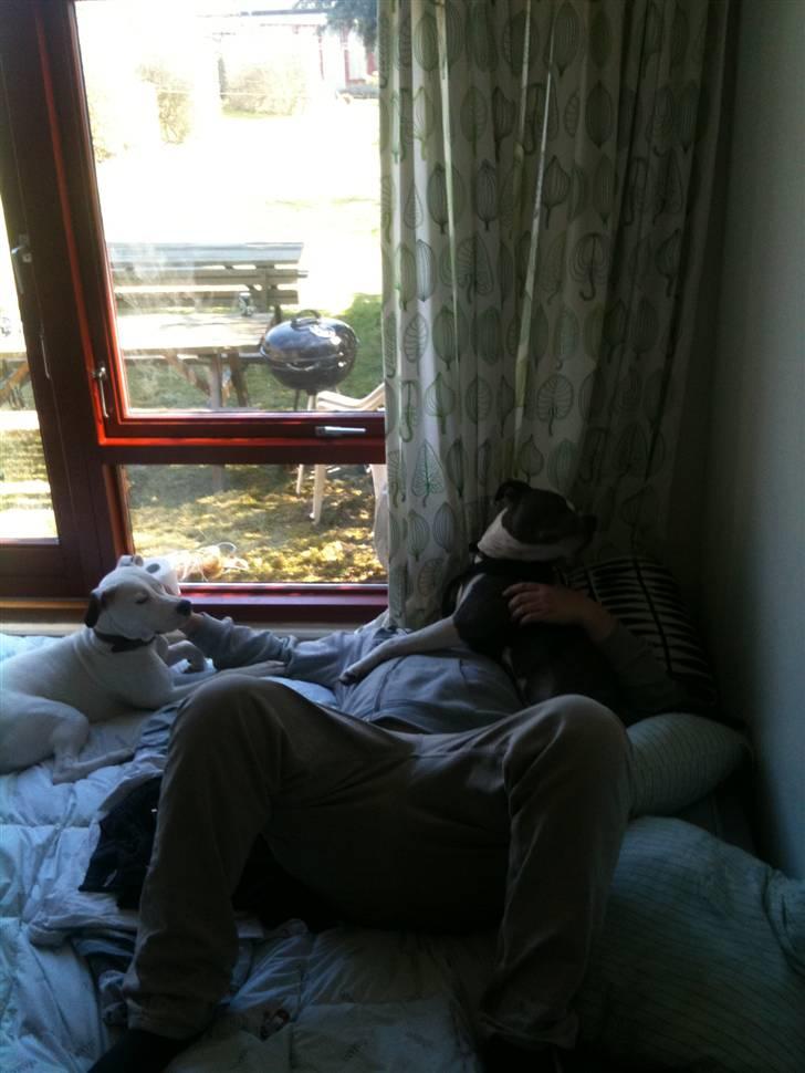 Amerikansk bulldog Zita billede 10