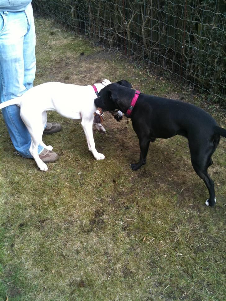 Amerikansk bulldog Zita billede 11