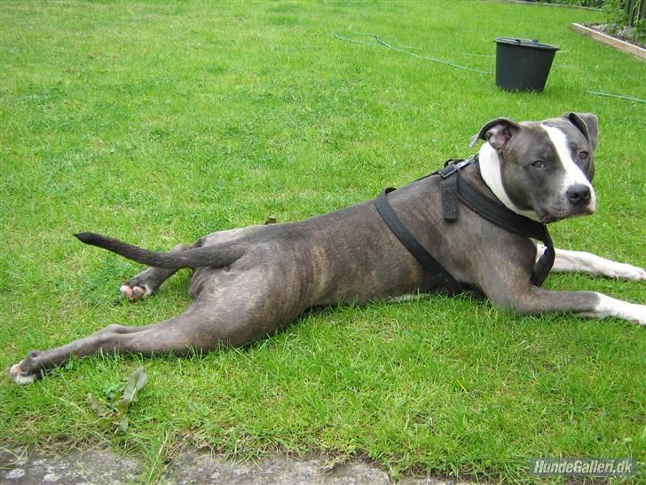 Amerikansk staffordshire terrier - Shila (Miss Blue Brindle) Himmelhund :'-( billede 10