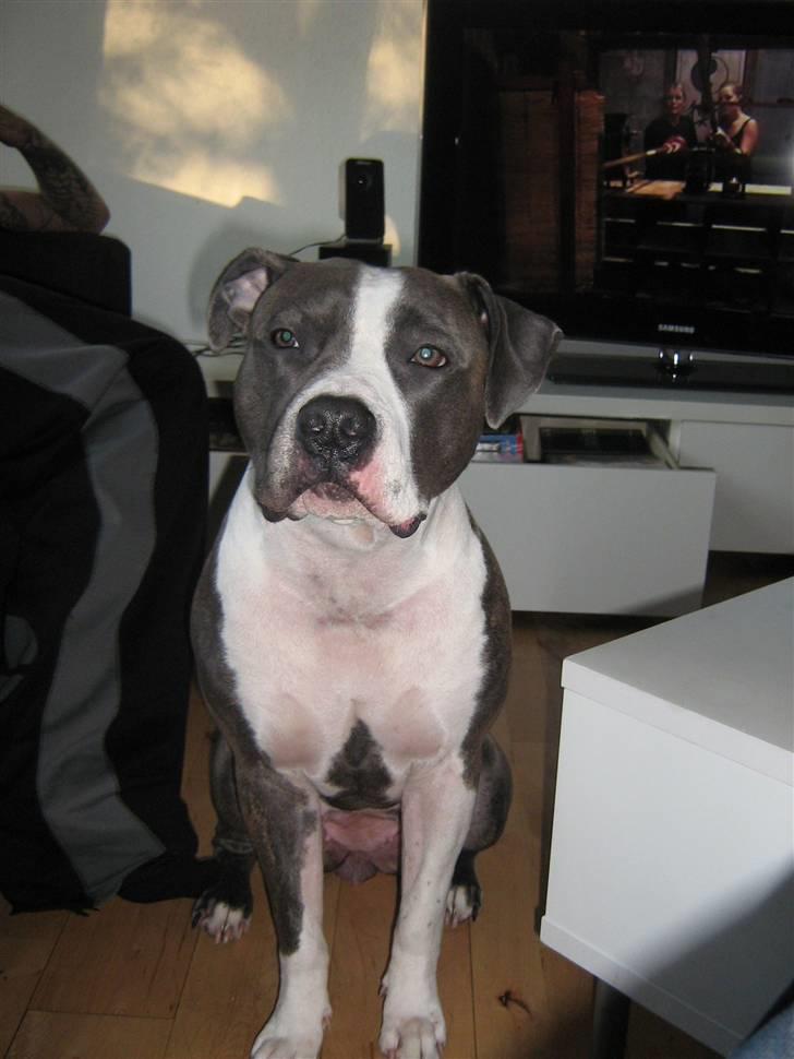 Amerikansk staffordshire terrier - Shila (Miss Blue Brindle) Himmelhund :'-( billede 15