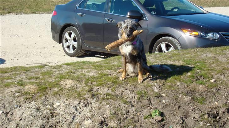 Blanding af racer nevada - nevada vil bare ikke af med sin kæp  billede 20