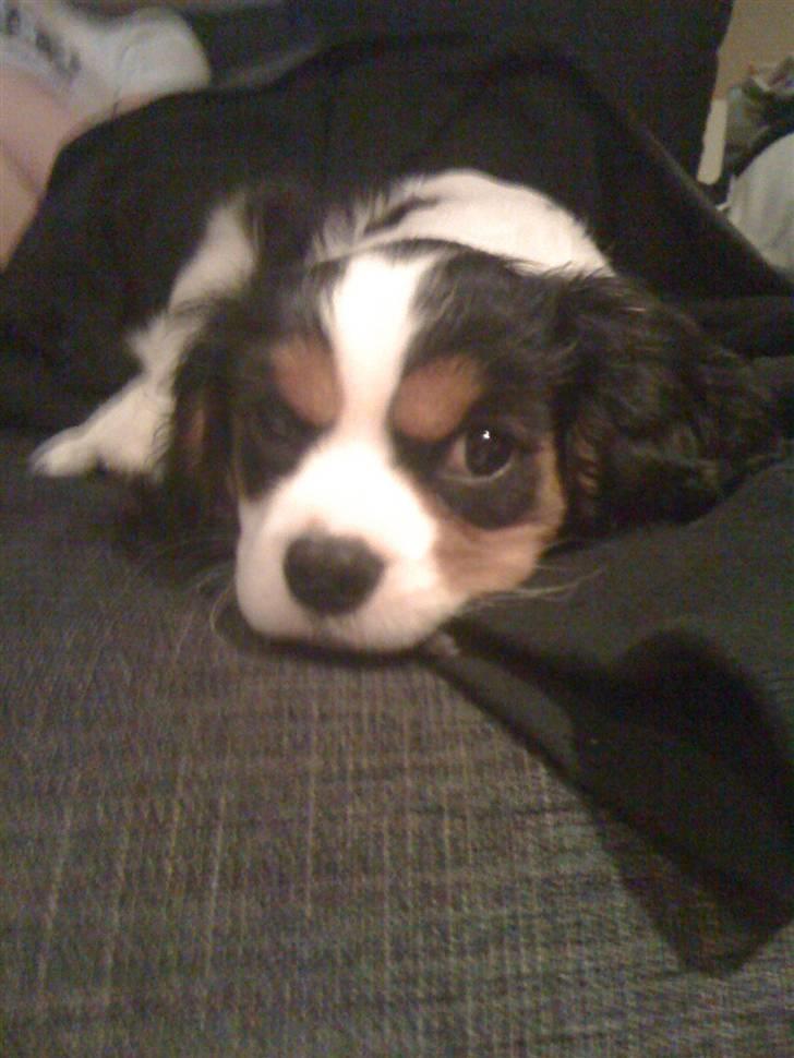 Cavalier king charles spaniel R.I.P Milo:'(   billede 1