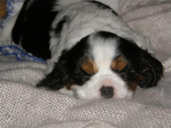 Cavalier king charles spaniel R.I.P Milo:'(   billede 2