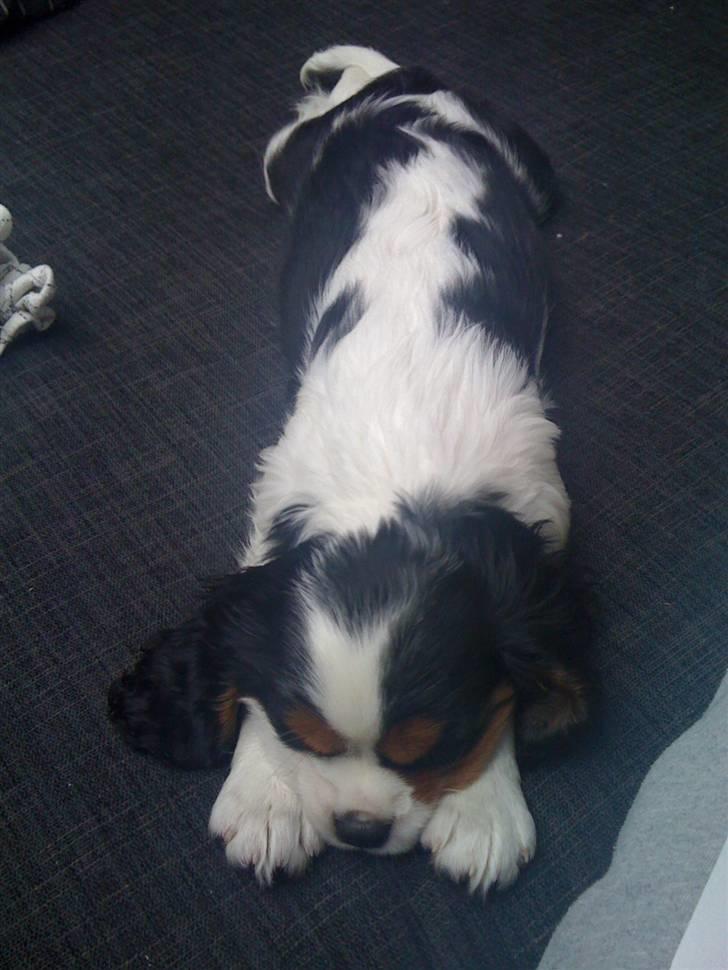 Cavalier king charles spaniel R.I.P Milo:'(   billede 3