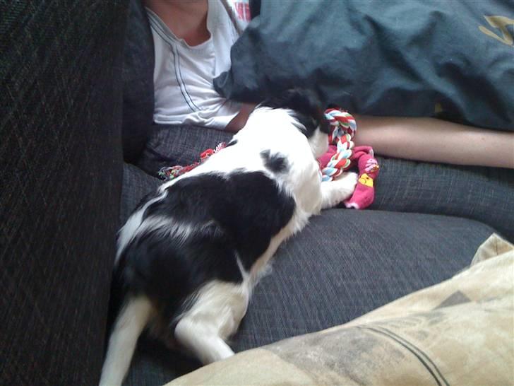 Cavalier king charles spaniel R.I.P Milo:'(   billede 4