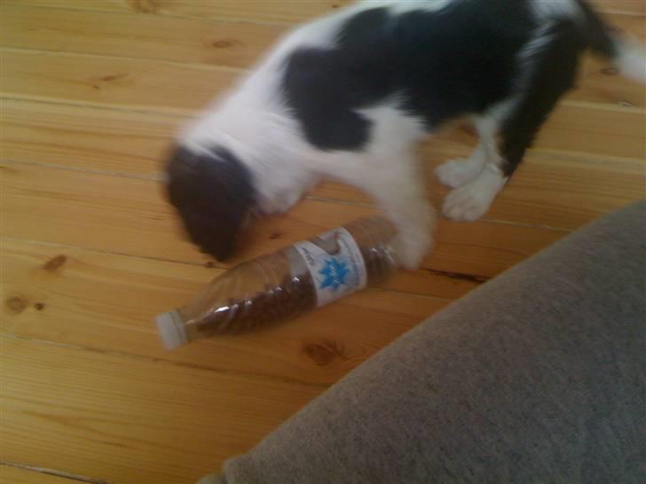 Cavalier king charles spaniel R.I.P Milo:'(   billede 5