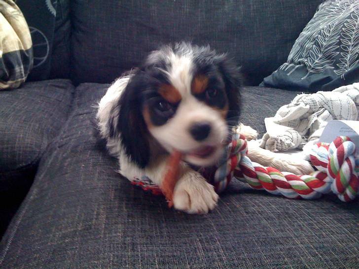 Cavalier king charles spaniel R.I.P Milo:'(   billede 6