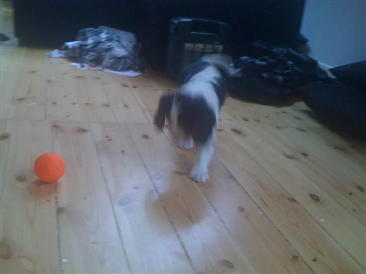 Cavalier king charles spaniel R.I.P Milo:'(   billede 7