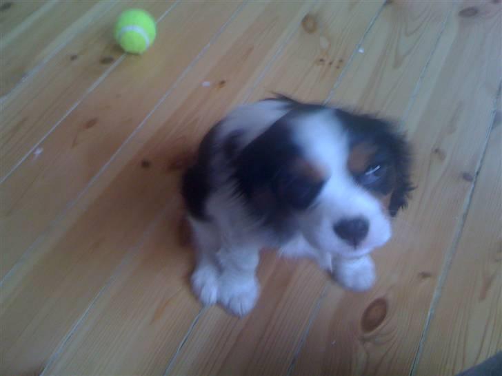 Cavalier king charles spaniel R.I.P Milo:'(   billede 8