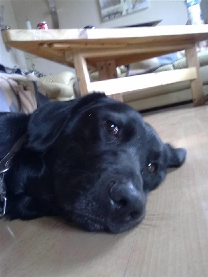 Blanding af racer Nick<3 - jeg ligger lige og sover :D billede 11