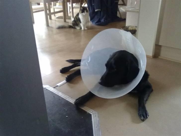 Blanding af racer Nick<3 - Da han blev kastaret :9 og da han kom hjem :) :D billede 3